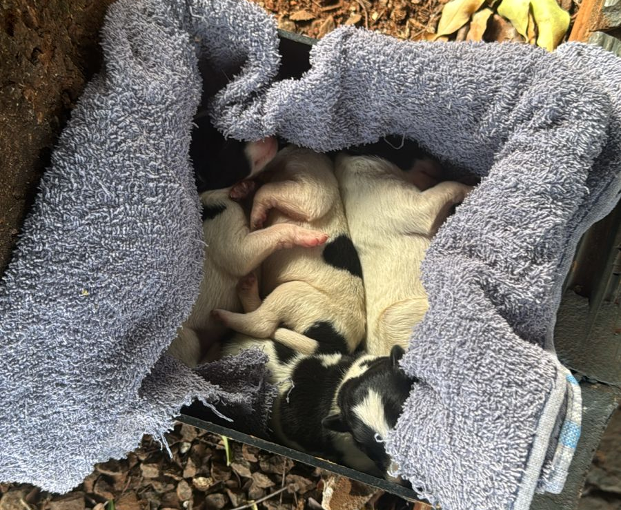 Ação policial evita possível morte de filhotes em caso de maus-tratos a animais em Maracaju