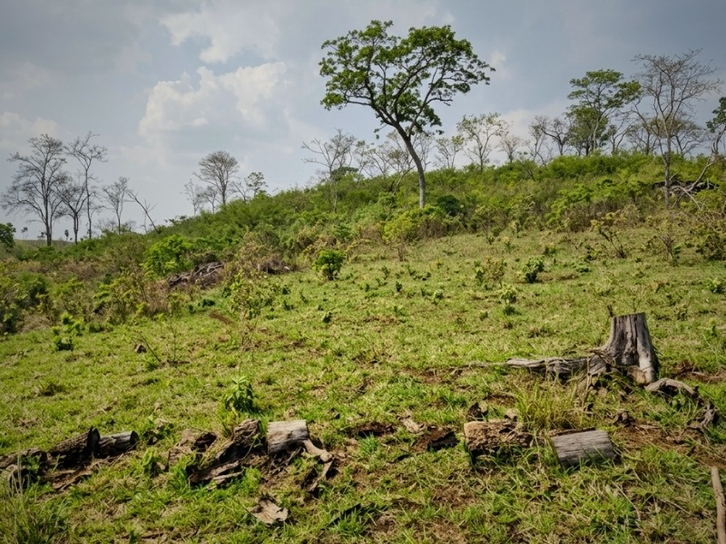 MPMS apura supressão irregular de vegetação nativa em áreas protegidas no município de Maracaju