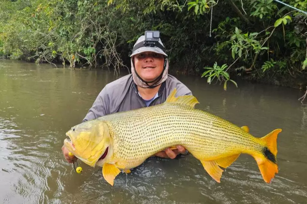 Guia de Pesca pega dourado de quase 1 metro no Rio Vacaria em Maracaju.