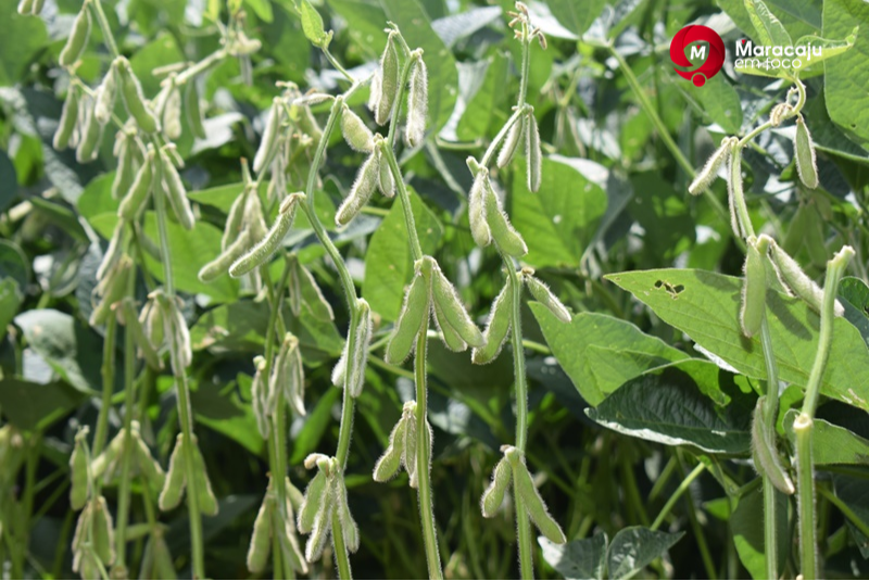 Maracaju é cidade mais rica do agro no Mato Grosso do Sul e se destaca em nível nacional.