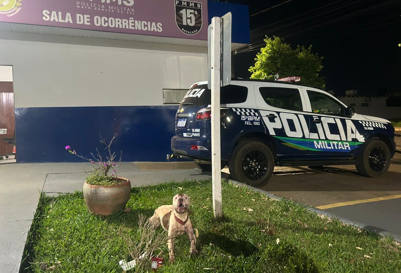 Polícia Militar atende ocorrência envolvendo cão solto e reforça importância da guarda responsável em Maracaju