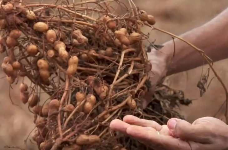 Diversificação de culturas cresce em MS, com aumento na produção de amendoim, mandioca, arroz e feijão