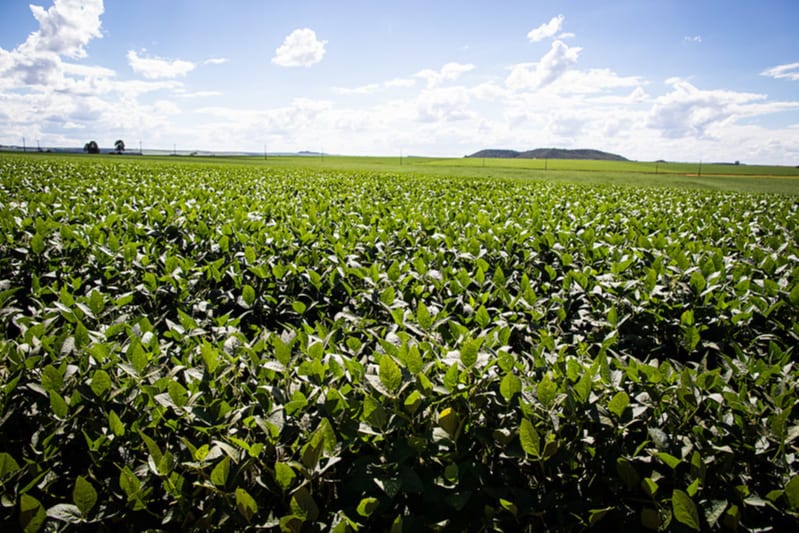 Maracaju lidera produção de soja em Mato Grosso do Sul e entra no Top 15 nacional