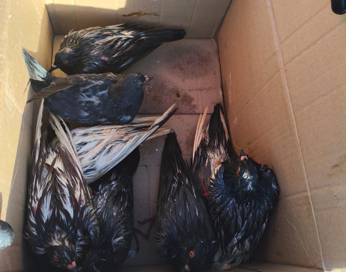 Polícia Militar atende ocorrência de maus-tratos envolvendo cerca de 60 pombos em Maracaju