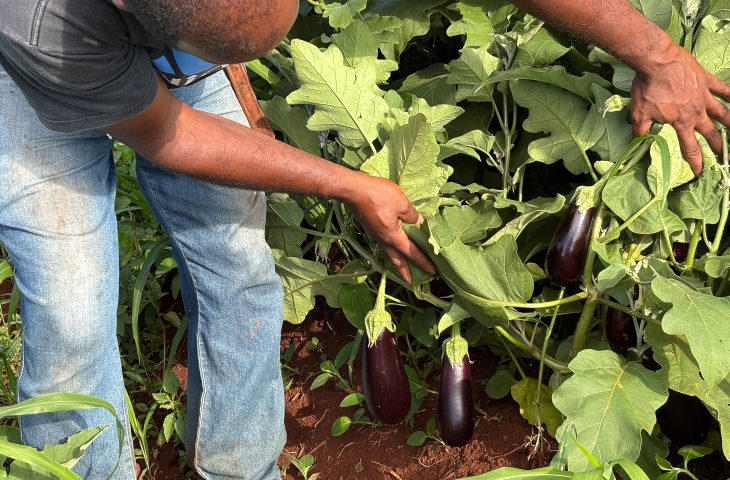 Alimentação Escolar da Rede Estadual de Ensino impulsiona aprendizagem e fortalece agricultores familiares