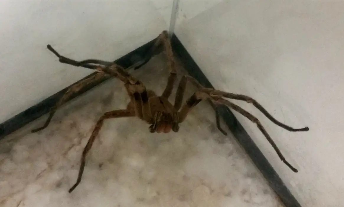 Picadas de aranhas são segunda causa de envenenamento no país