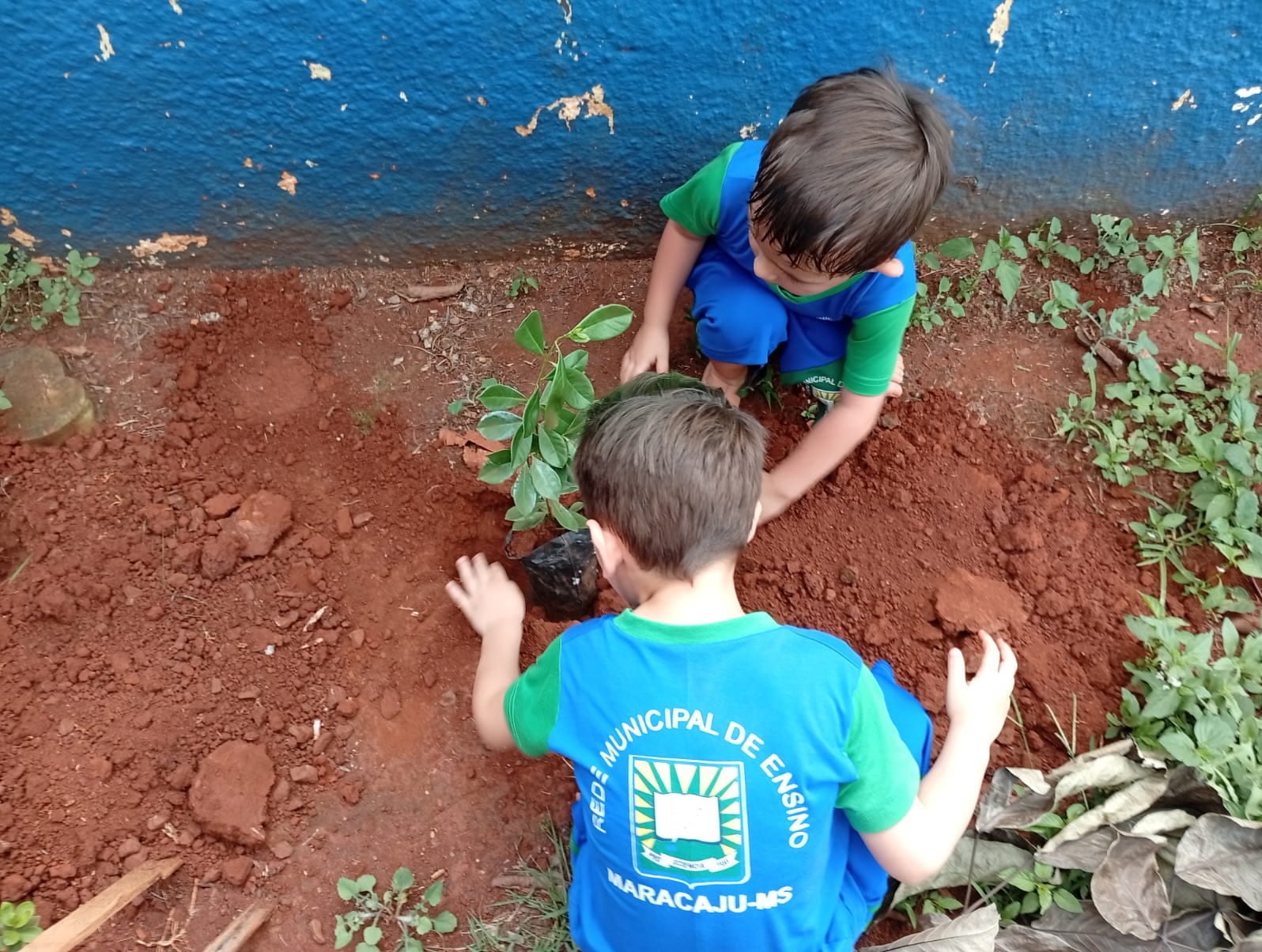 Prefeitura de Maracaju promove distribuição de mudas para arborização e educação ambiental nas escolas.