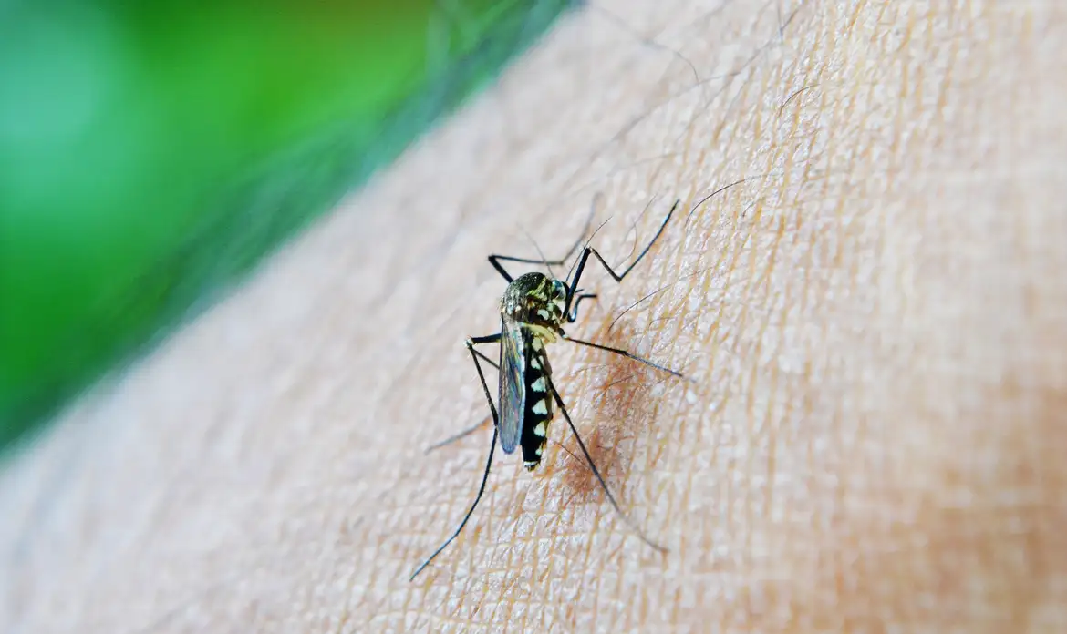 Brasil chega a 62 mortes e 408 mil casos prováveis de dengue