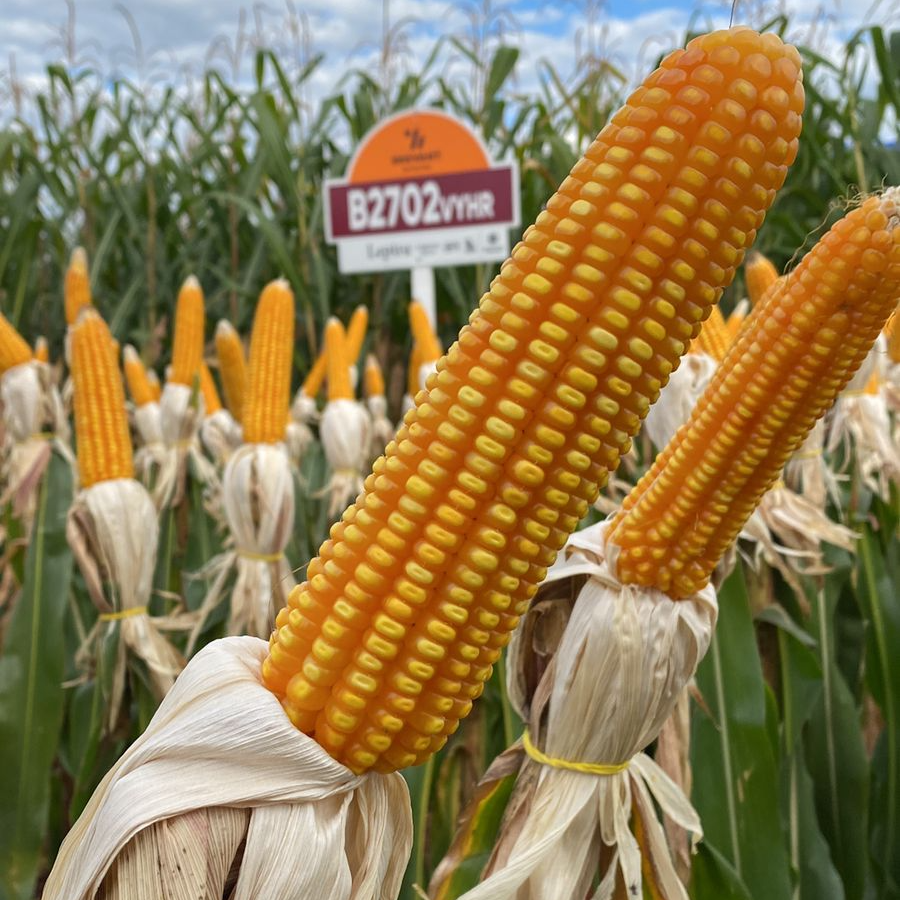Híbridos de milho da Brevant® Sementes são os mais plantados no Mato Grosso do Sul