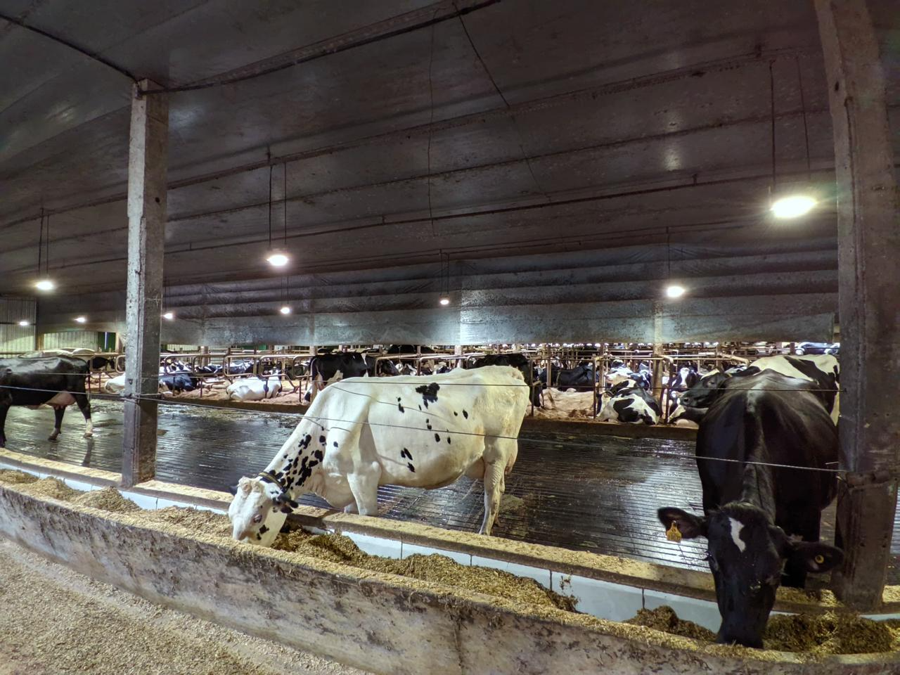 A História da Leiteria Sapé: Um Exemplo de Diversificação e Sustentabilidade na Produção