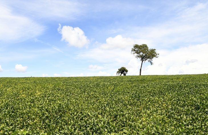 Mais de 70% das lavouras de soja apresentam boas condições de desenvolvimento, atesta Projeto Siga/MS
