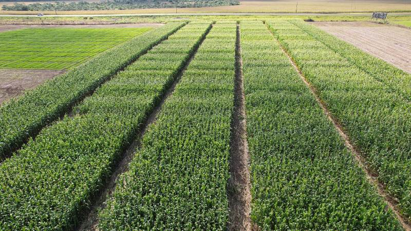 Fundação MS reúne centenas de trabalhos de pesquisa agrícola em plataforma gratuita para o produtor rural