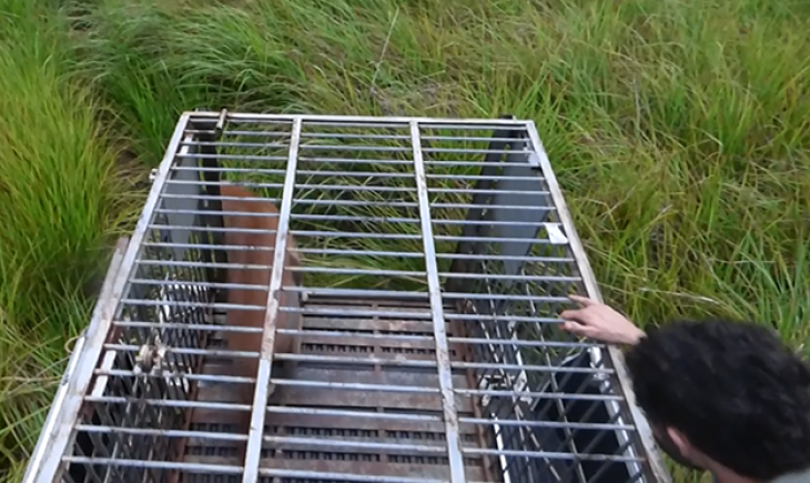 Dourados: Onça que passou dois dias refugiada em árvore na cidade já voltou pra casa