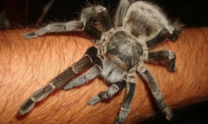 Pesquisadores brasileiros desenvolvem analgésico a partir de substância extraída de aranha