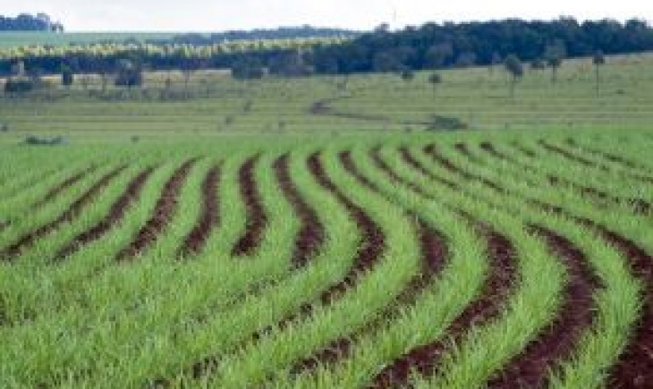 Safra de cana terá avanço  de 6% este ano no Estado
