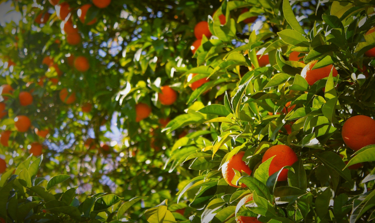 UPL apresenta soluções para elevação da produtividade agrícola na Coopercitrus Expo 