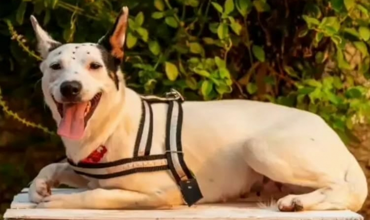 Com parcerias e muito carinho, Associação Amor Animal dá “banho de loja” em pets para incentivar doação e reforça compromisso com a causa animal.