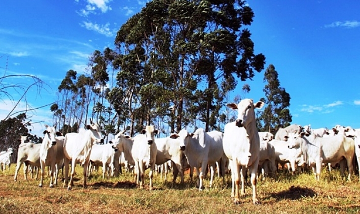 Para desburocratizar atendimento ao produtor rural, Sefaz implanta o Cadastro Eletrônico da Agropecuária