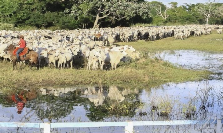 Governo cria programa que intensifica vigilância sanitária animal e vegetal na região de fronteira do Estado