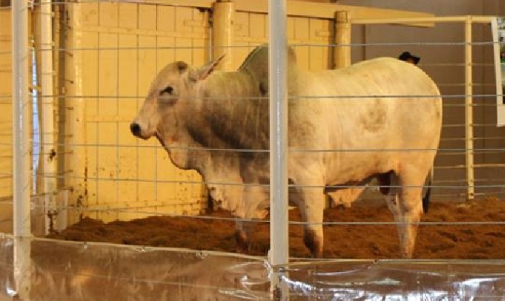 Serra de Maracaju leva tradição à pista da ExpoMara