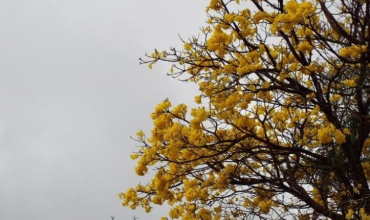 Chuva ameniza calorão e melhora umidade do ar no primeiro domingo da primavera