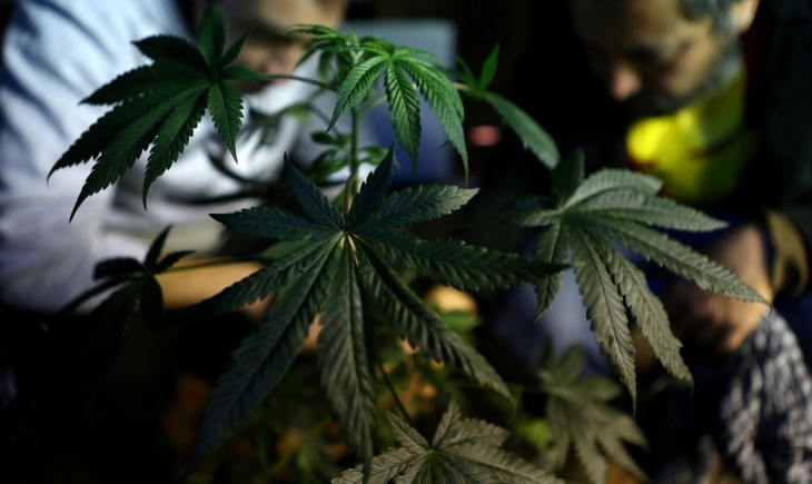 Anvisa realiza audiência pública nesta quarta para discutir a liberação do cultivo de maconha medicinal