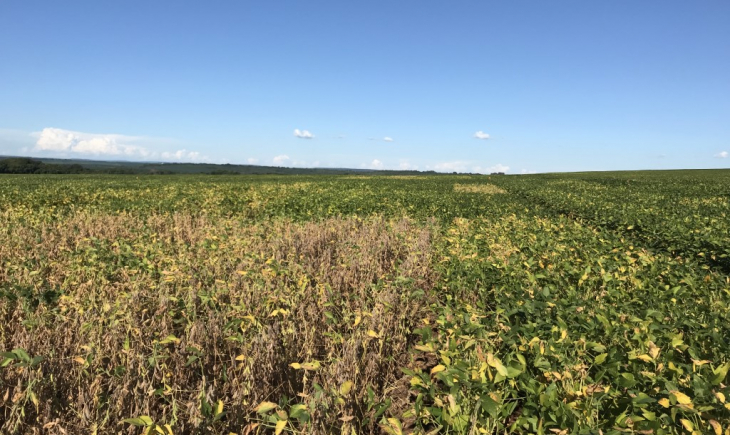Pesquisa da Fundação MS demonstra o papel da agricultura irrigada frente às oscilações do clima