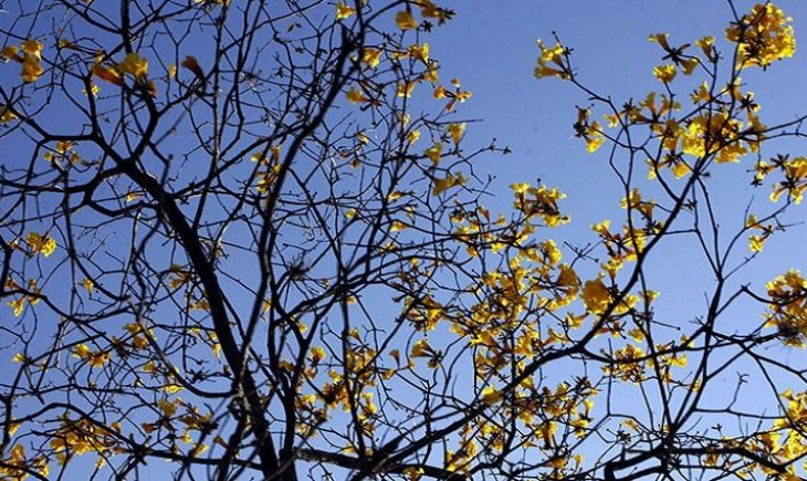 Primeiro domingo da primavera será de sol e calor em todas as áreas de Mato Grosso do Sul