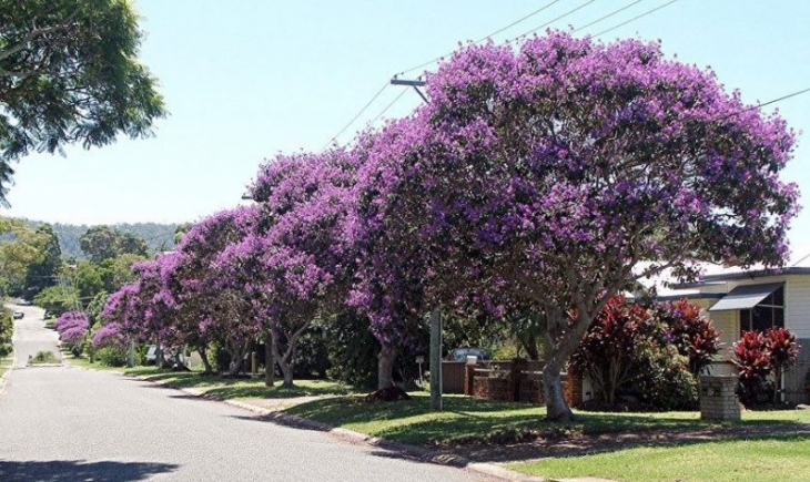 Dia da Árvore: Prefeitura de Maracaju doará Mudas de Quaresmeira Roxa e Resedá Rosa. Saiba mais.