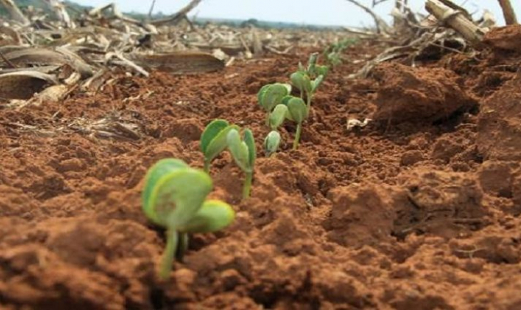 Agricultores de MS tem até 31 de dezembro para terminar plantio e devem registrar área na Iagro