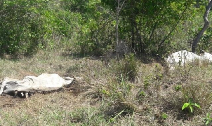 Terenos: Pecuarista é multado em R$ 23 mil por deixar gado morrer de fome e sede