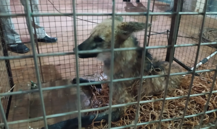 Polícia Militar Ambiental de Dourados resgata lobo-guará que caiu em poço de elevador de silo de grãos em Distrito de Maracaju